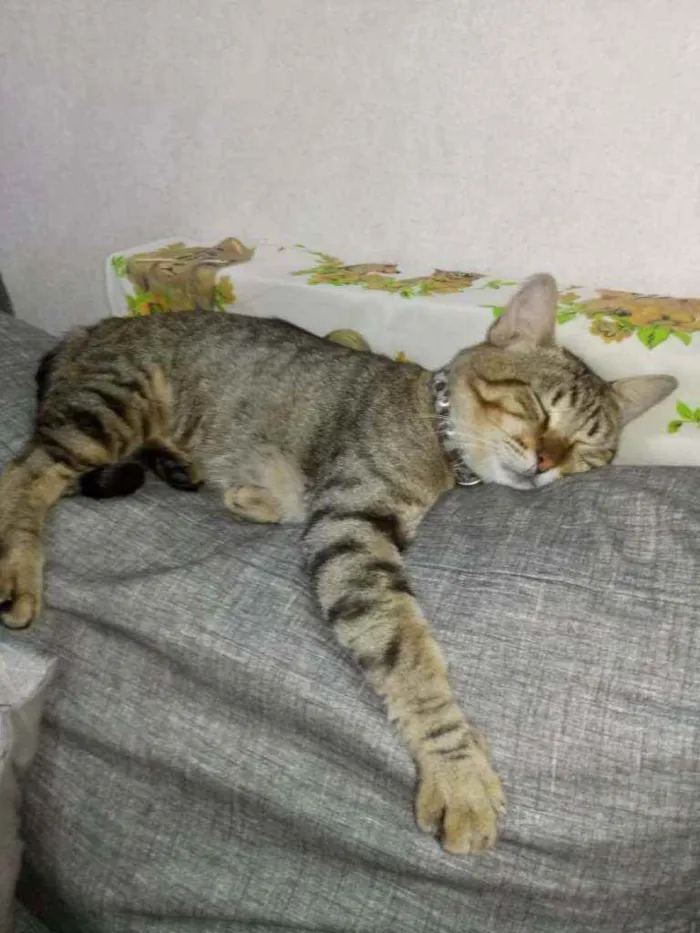 Gato ra a Vira lata  idade 1 ano nome Dominic