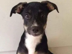 Cachorro raça Labrado + Rotweiller idade 2 a 6 meses nome Hannah