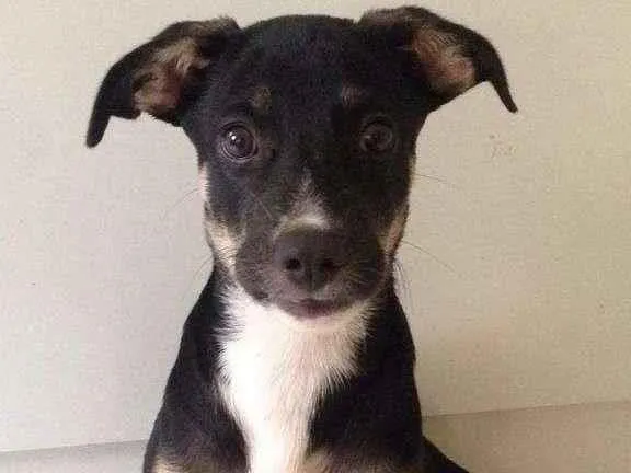 Cachorro ra a Labrado + Rotweiller idade 2 a 6 meses nome Hannah