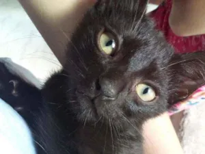 Gato raça SRD idade 2 a 6 meses nome Elizabeth