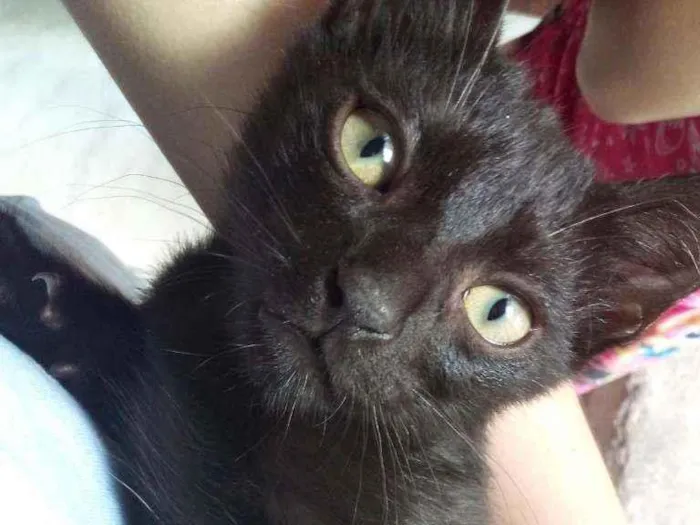 Gato ra a SRD idade 2 a 6 meses nome Elizabeth
