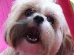 Cachorro raça Shih-Tzu idade 1 ano nome Milu