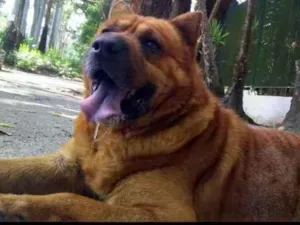 Cachorro raça Labrador misturado com show sh idade 6 ou mais anos nome Panthion 