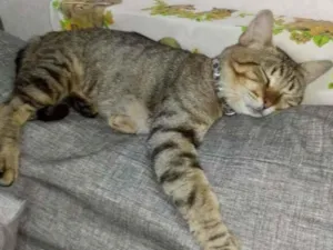 Gato raça Vira lata  idade 1 ano nome Dominic