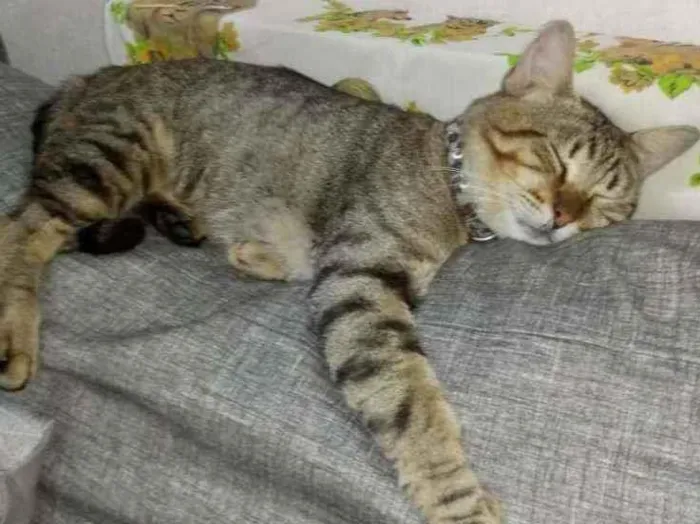 Gato ra a Vira lata  idade 1 ano nome Dominic