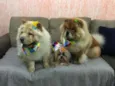 Cachorro raça Chow Chow idade 2 anos nome Aysha e kyara