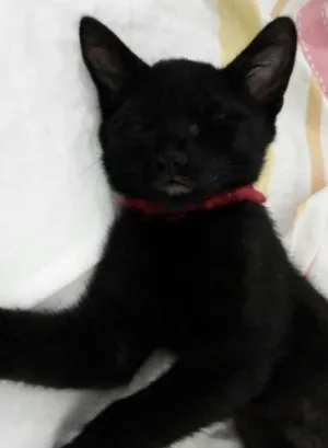 Gato raça vila-lata idade 2 a 6 meses nome Pandora,Davina.....