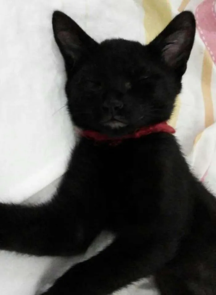 Gato ra a vila-lata idade 2 a 6 meses nome Pandora,Davina.....