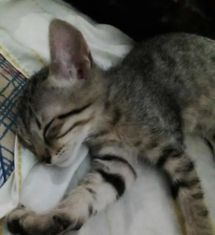 Gato ra a vila-lata idade 2 a 6 meses nome Pandora,Davina.....