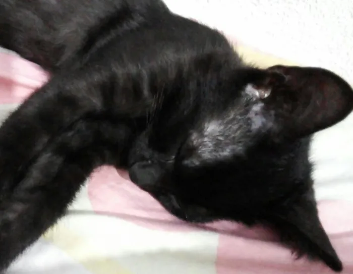 Gato ra a vila-lata idade 2 a 6 meses nome Pandora,Davina.....