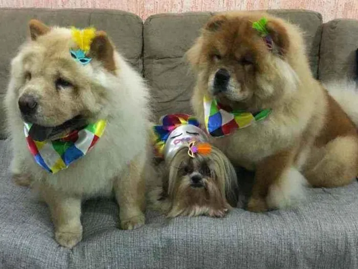 Cachorro raça Chow Chow idade 2 anos nome Aysha e kyara