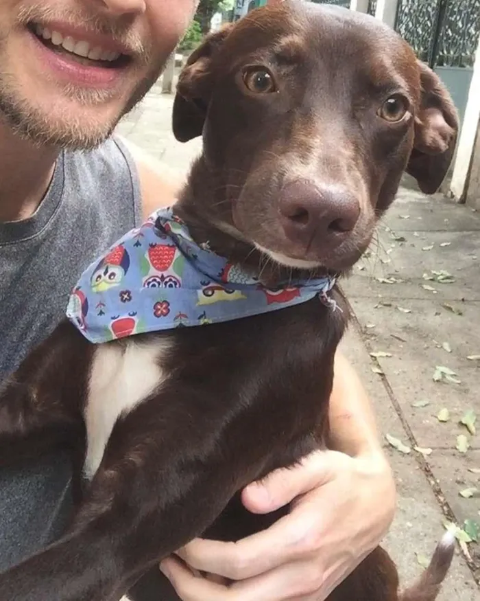 Cachorro raça Sem raça definida  idade 1 ano nome Chokito