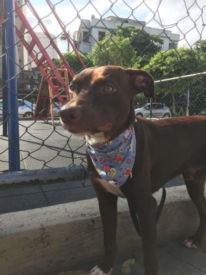 Cachorro raça Sem raça definida  idade 1 ano nome Chokito