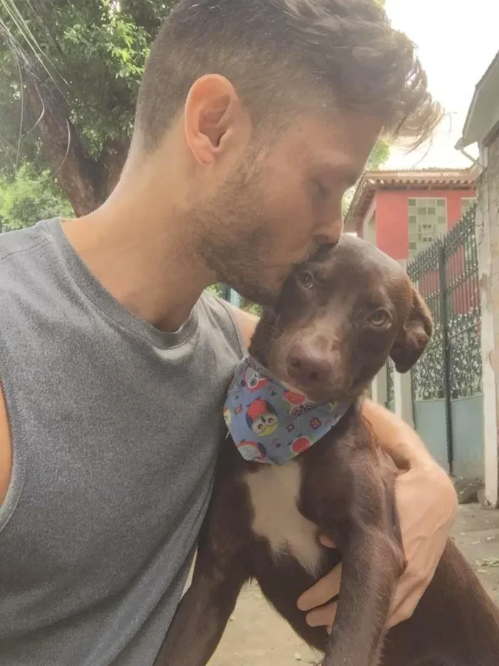 Cachorro raça Sem raça definida  idade 1 ano nome Chokito