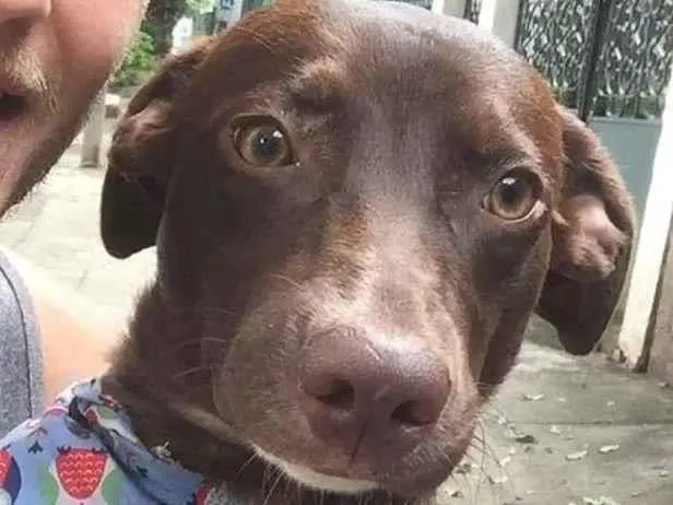 Cachorro raça Sem raça definida  idade 1 ano nome Chokito