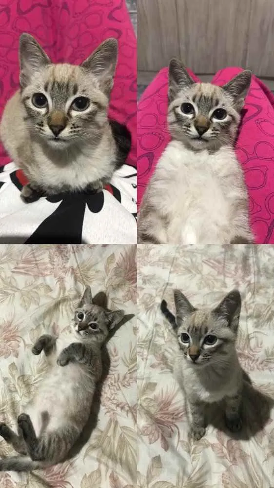 Gato ra a Siamês  idade 2 a 6 meses nome Meg