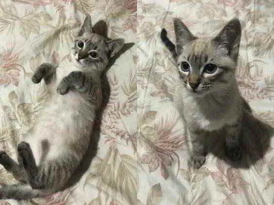 Gato ra a Siamês  idade 2 a 6 meses nome Meg