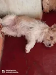 Pipoca , Lupim