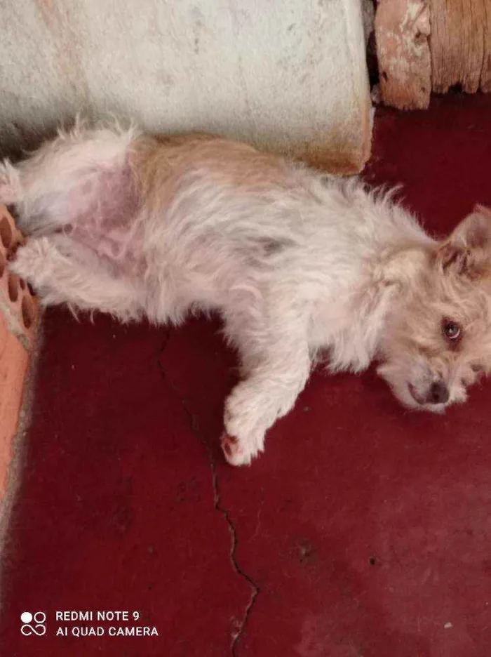 Cachorro ra a Viralata idade 1 ano nome Pipoca , Lupim
