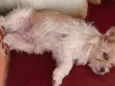 Pipoca , Lupim