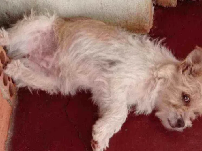 Cachorro ra a Viralata idade 1 ano nome Pipoca , Lupim