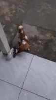 Pipoca , Lupim