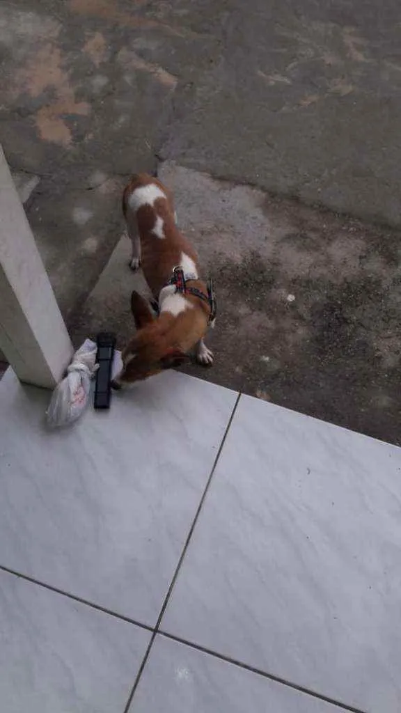 Cachorro ra a Viralata idade 1 ano nome Pipoca , Lupim
