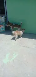 Pipoca , Lupim