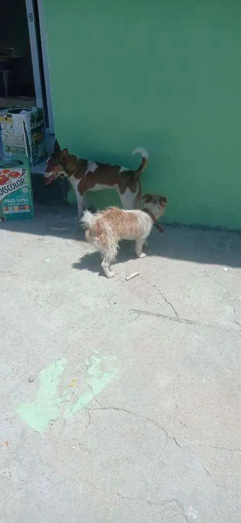 Cachorro ra a Viralata idade 1 ano nome Pipoca , Lupim