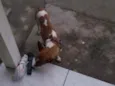 Pipoca , Lupim