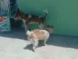Pipoca , Lupim