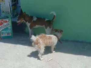 Cachorro raça Viralata idade 1 ano nome Pipoca , Lupim