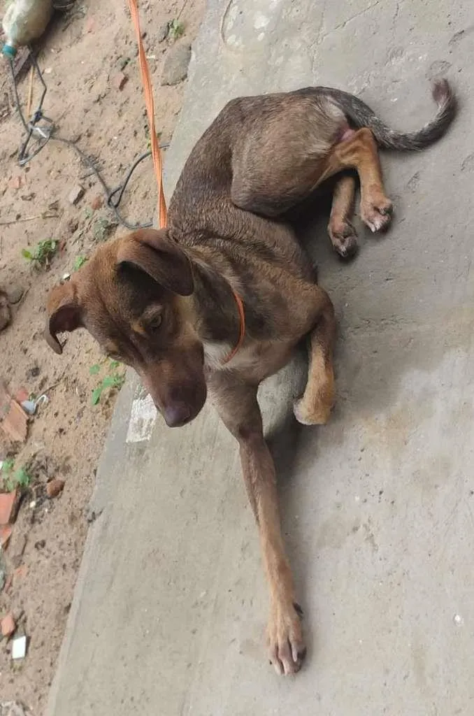 Cachorro ra a indefinida idade 7 a 11 meses nome charlote