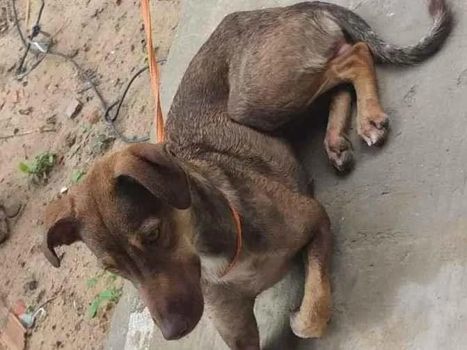 Cachorro ra a indefinida idade 7 a 11 meses nome charlote