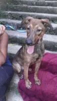 Cachorro raça  idade 7 a 11 meses nome Bambina Filhote