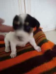 Macho