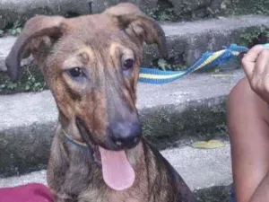 Cachorro raça  idade 7 a 11 meses nome Bambina Filhote