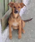Cachorro raça  idade  nome LAURINHA FILHOTE