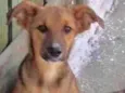 Cachorro raça  idade  nome LAURINHA FILHOTE
