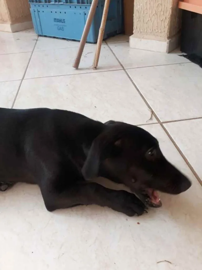 Cachorro ra a SRD - Sem Raça Definida idade 2 a 6 meses nome Tobias