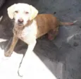 Cachorrinho