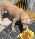 Cãozinho