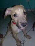 Apollo