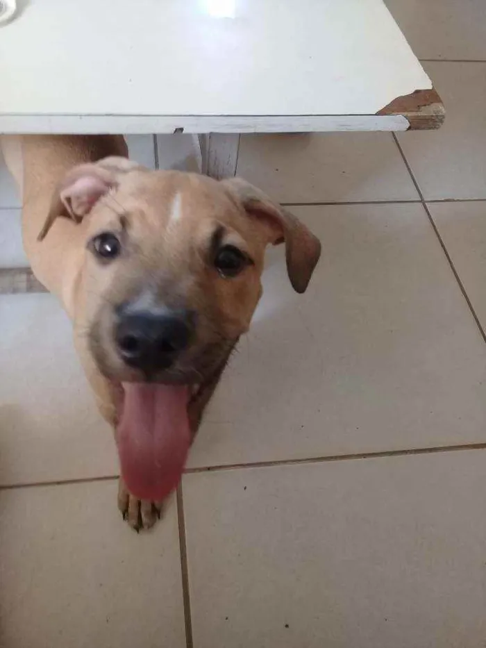 Cachorro raça Raciado com pitbull idade 2 a 6 meses nome Apollo