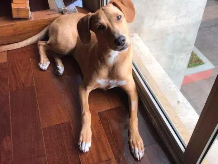 Cachorro raça SRD-ViraLata idade 2 a 6 meses nome MAIA