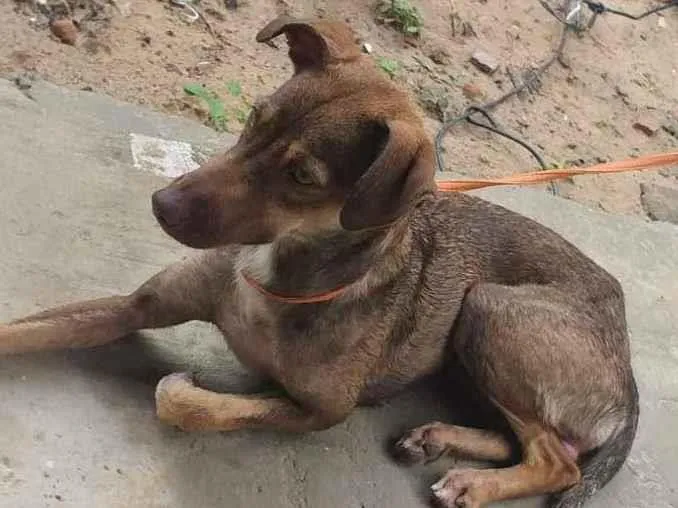 Cachorro ra a indefinida idade 7 a 11 meses nome charlote