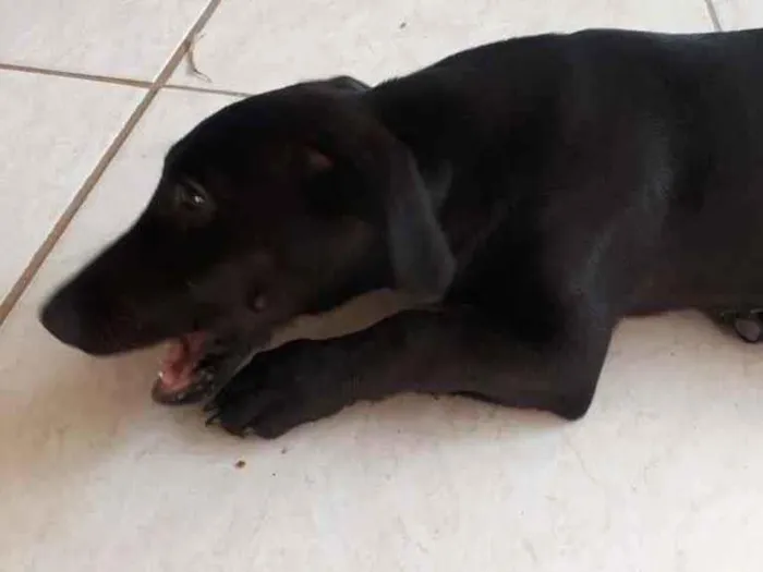Cachorro ra a SRD - Sem Raça Definida idade 2 a 6 meses nome Tobias
