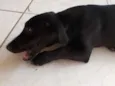 Tobias