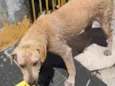 Cãozinho