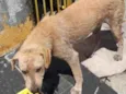 Cãozinho